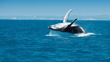 Wieloryb na rynku. Co to znaczy i kim są wieloryby, rekiny i grubasy?