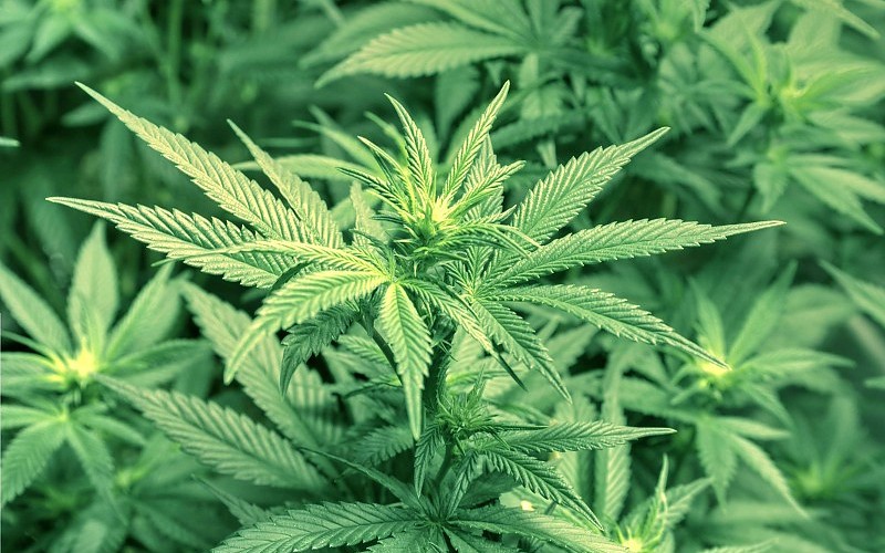 Цифровой наркотик марихуана конопля выращивание в почве